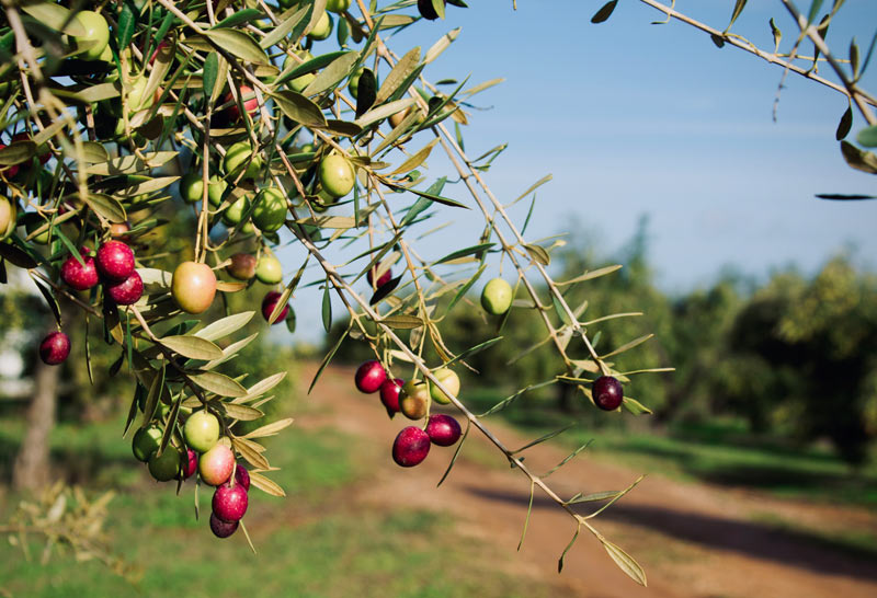 ¿CÓMO LLEGÓ EL ACEITE DE OLIVA A ESPAÑA?