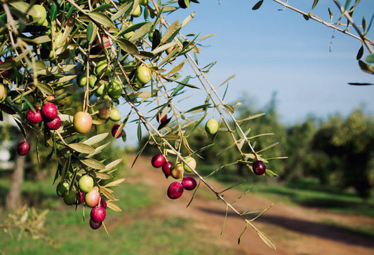 ¿CÓMO LLEGÓ EL ACEITE DE OLIVA A ESPAÑA?