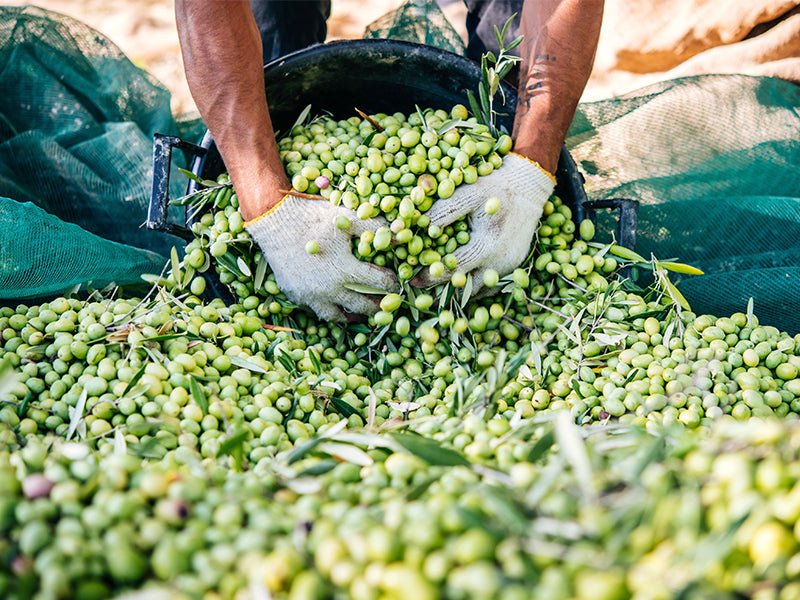 PROCESO DE PRODUCCIÓN DEL ACEITE DE OLIVA EN ESPAÑA