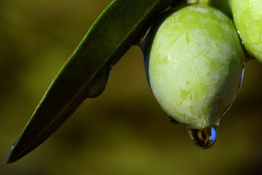 TIPOS DE ACEITE DE OLIVA